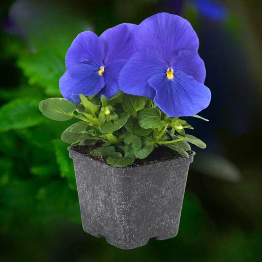 Pansy True Blue - 4.5"