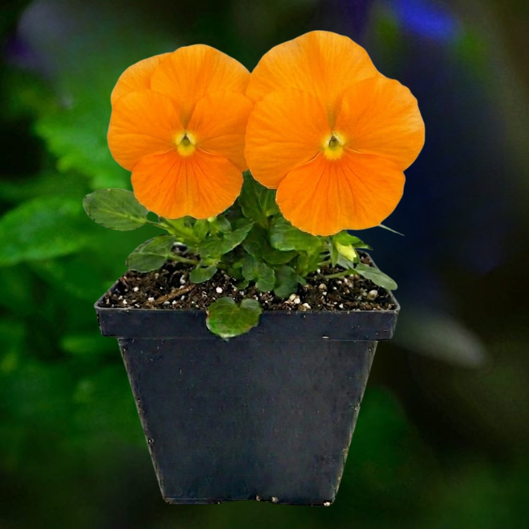 Pansy Orange - 4.5"