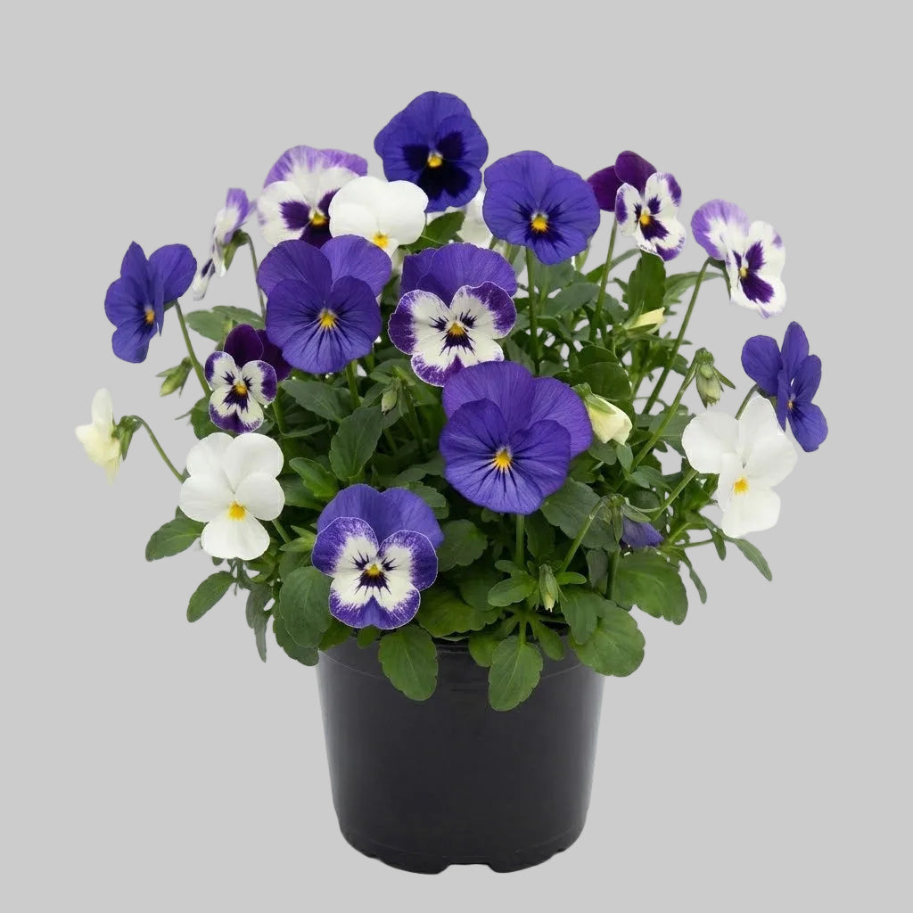 Viola Blueberry Sundae Mix - 6"