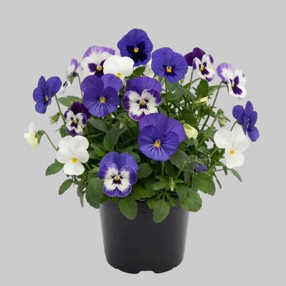 Viola Blueberry Sundae Mix - 6"