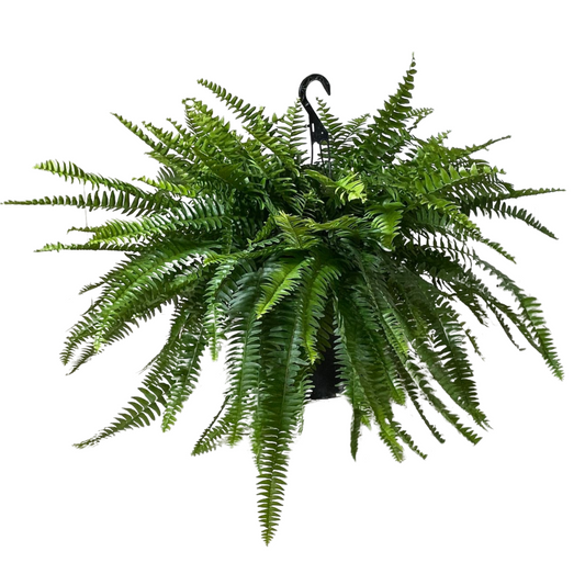 Boston Fern - 10"