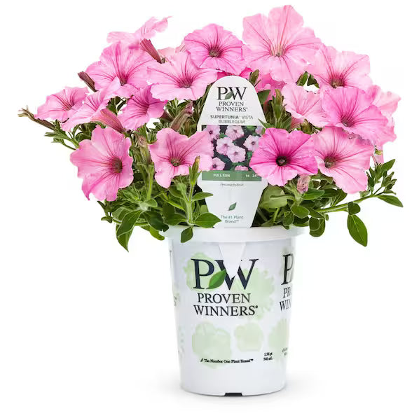 Supertunia Vista Bubblegum - 4.5"
