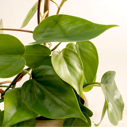 Heartleaf Philodendron - 4.0"