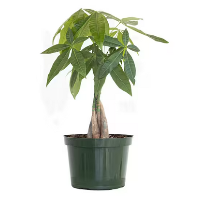 Money Tree - 6"