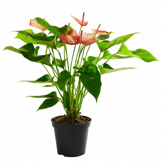 Anthurium Livium - 6"