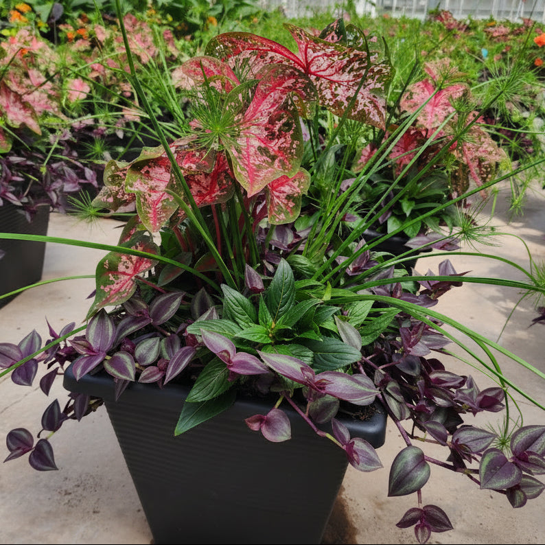 Carolyn Whorton Mix - 16"