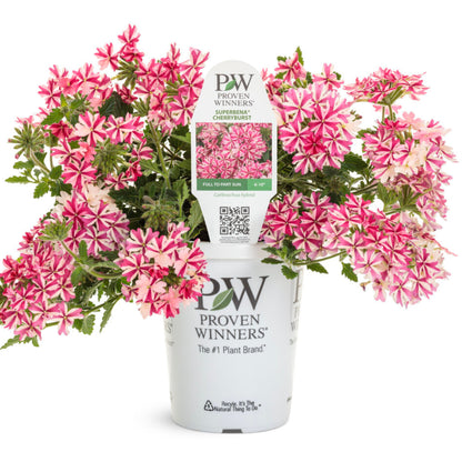 Verbena-Pink - 1.56PT