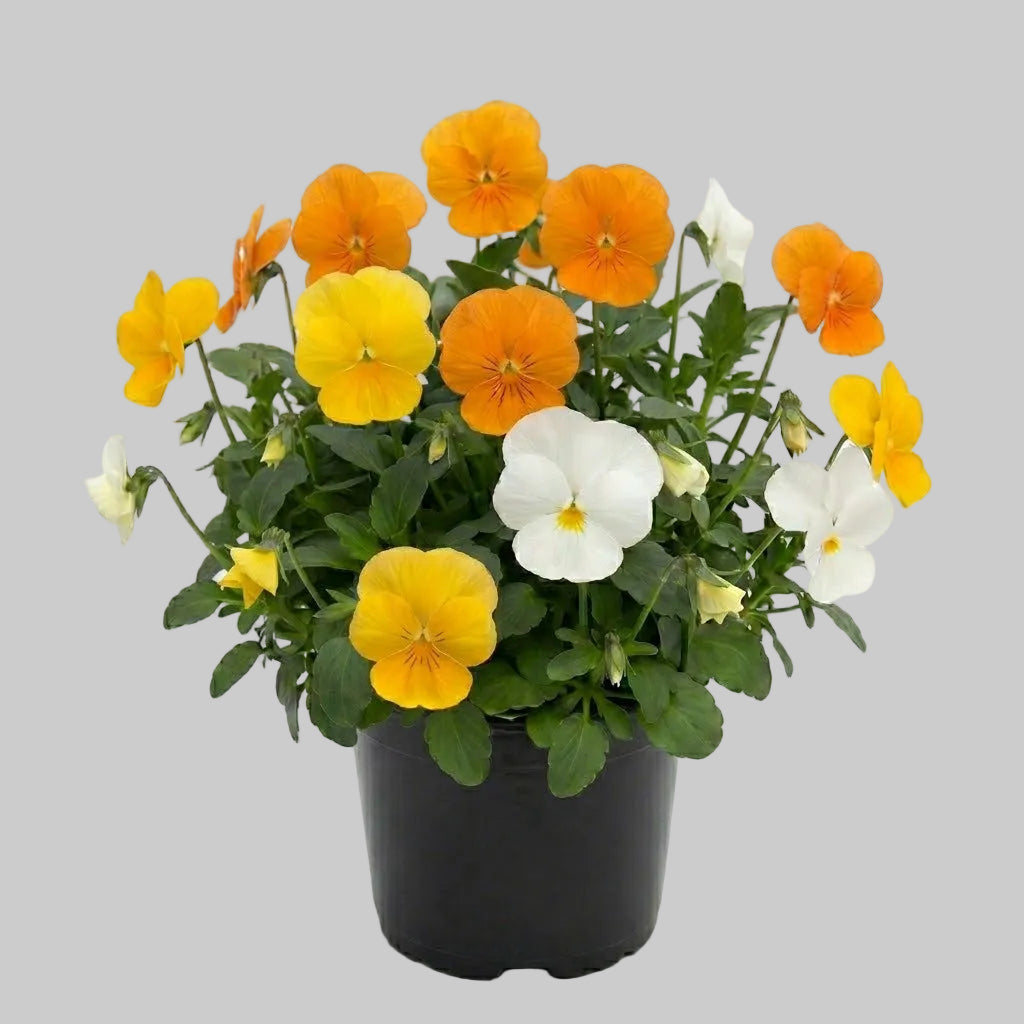 Viola Citrus Mix - 6"