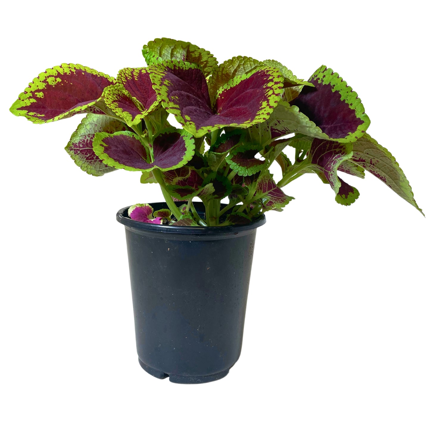 Coleus Scarlet - 8" Container