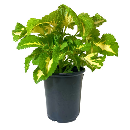 Coleus Green Halo - 8" Container