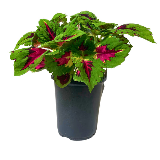 Coleus Rose - 8" Container
