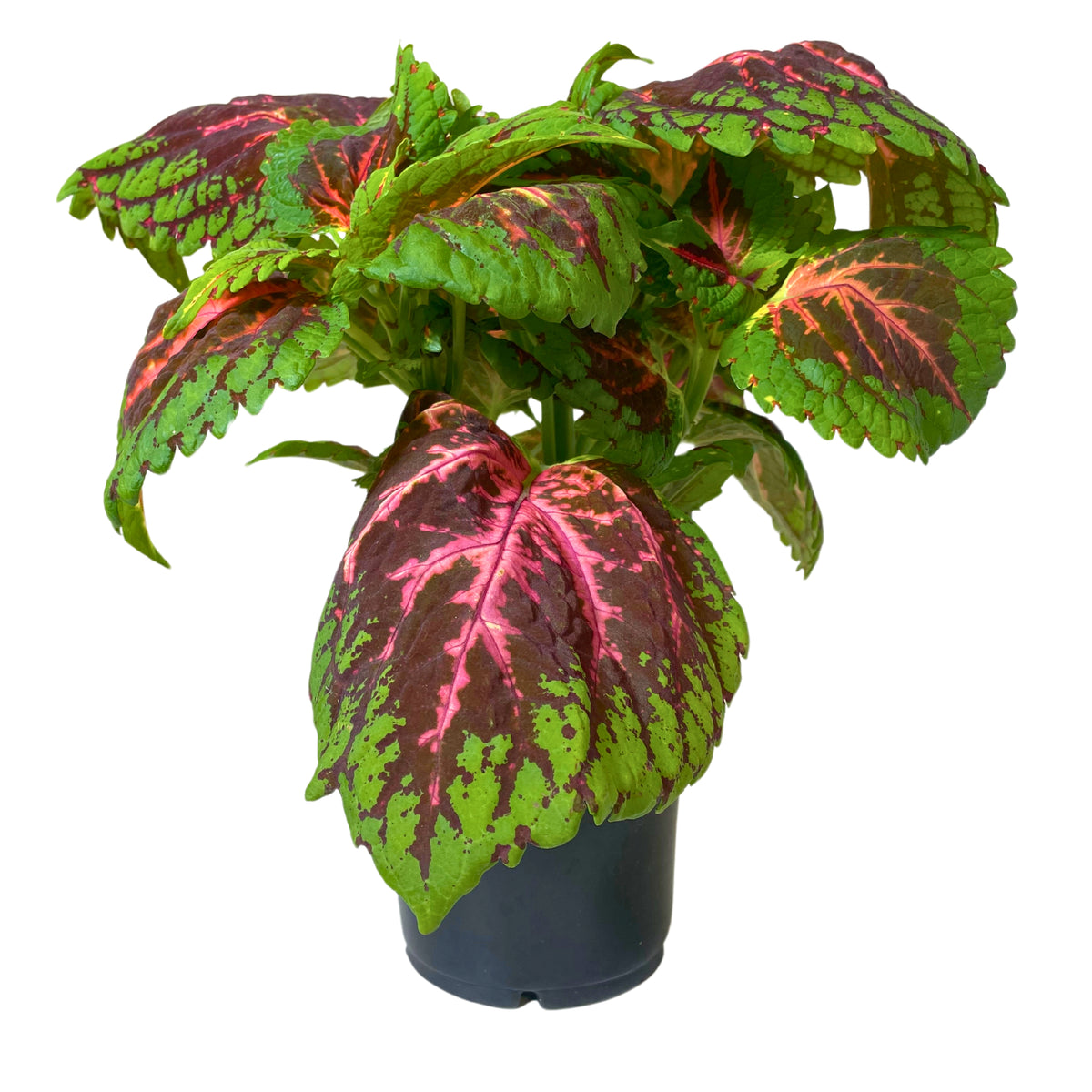 Coleus Salmon Pink - 8" Container