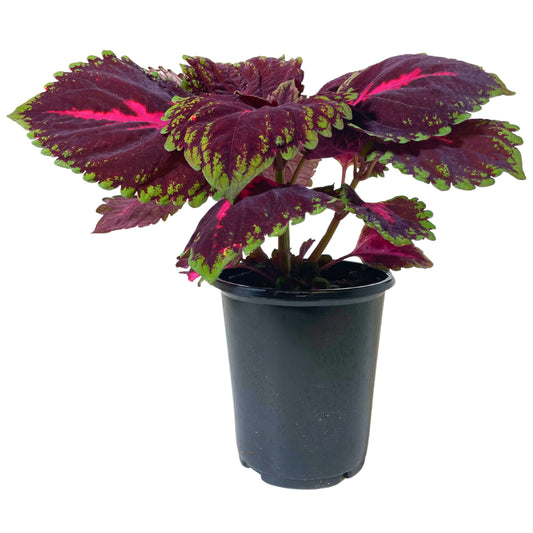 Coleus Red - 8" Container