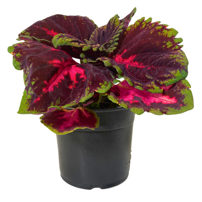 1.25QT Coleus-Kong Red