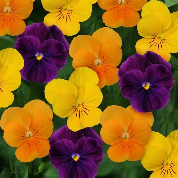 Viola Harvest Mix - 6"