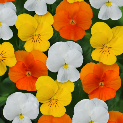 Viola Citrus Mix - 6"