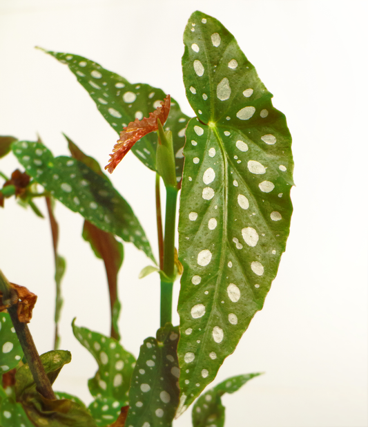 Begonia Maculata - 6.0"