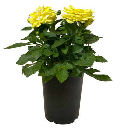 Dahlia Limon Swirl - 8" Container