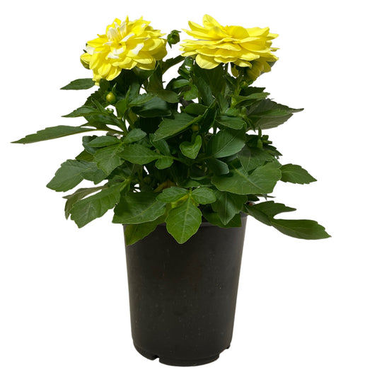 Dahlia Limon Swirl - 8" Container