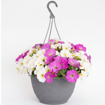 Supercal Mix Rose & White - 10"