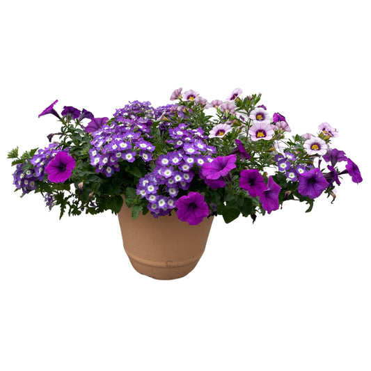 Endurable Lilac Confetti - 8" Container
