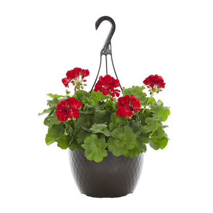 Geranium Zonal Red - 10"