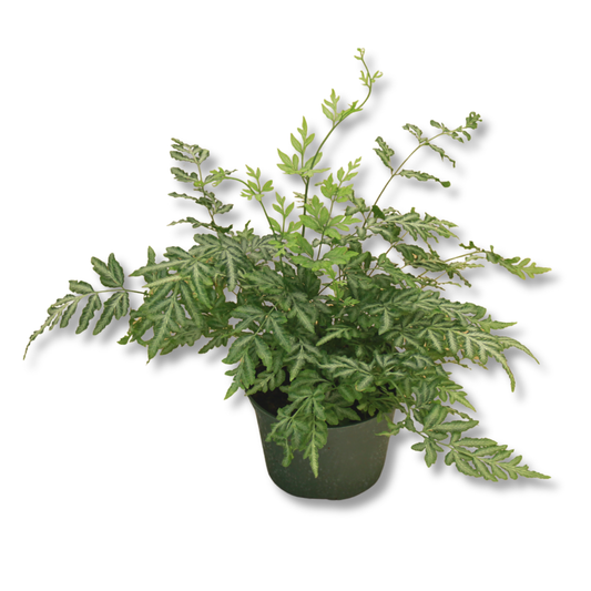 Fern Silver Lace - 6"