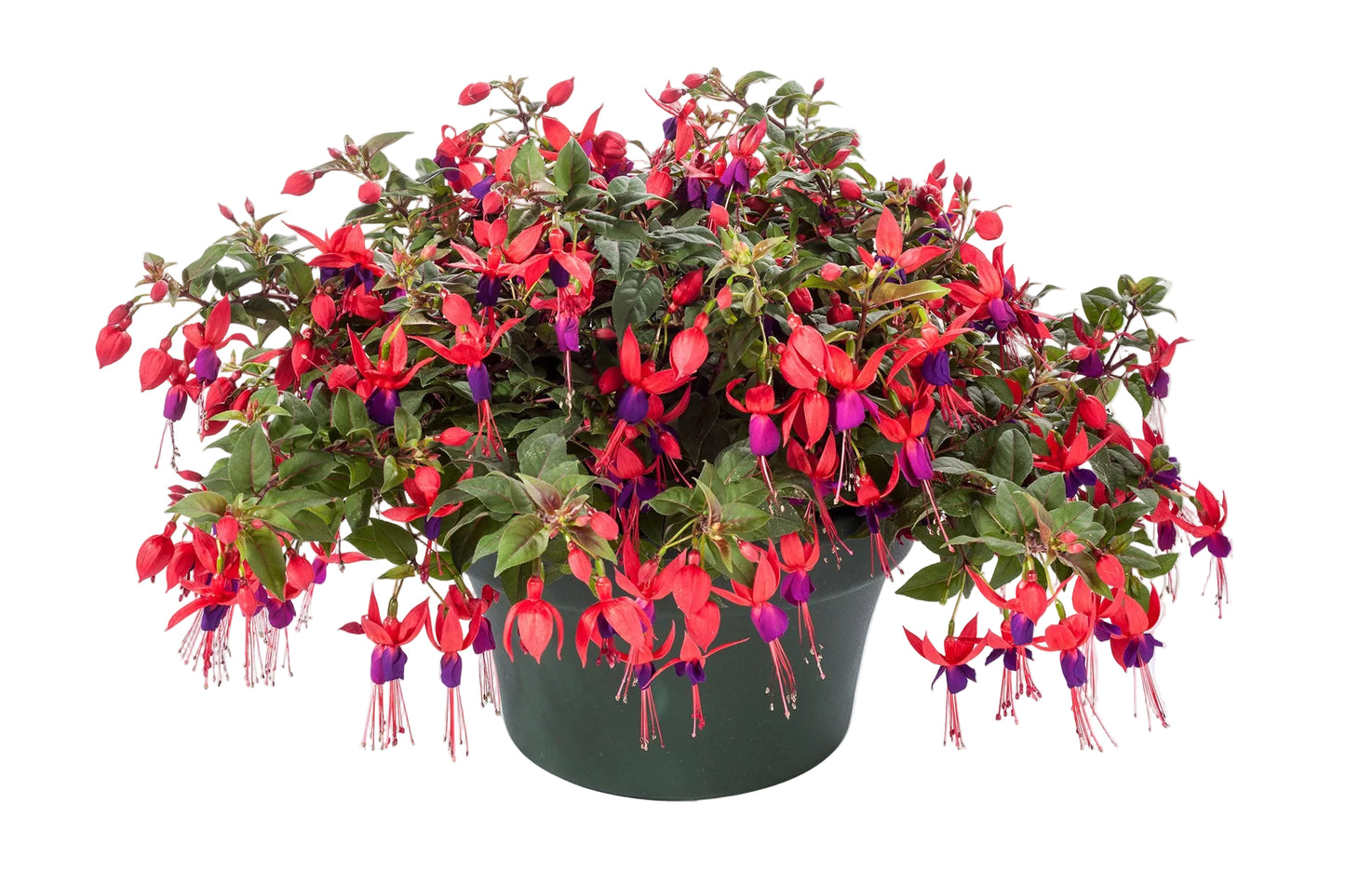 Fuchsia - 10"