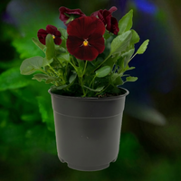 Pansy Scarlet - 6"