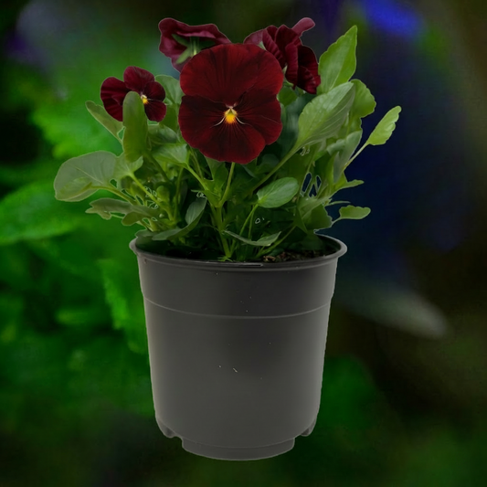 Pansy Scarlet - 6"