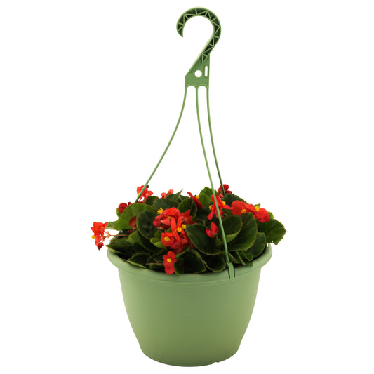 Begonia Scarlet GL - 10" Basic HB
