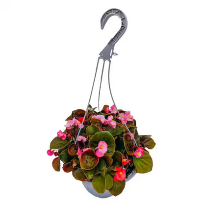 1.5G Begonia HB-Pink BL