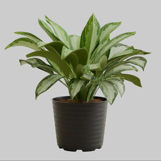 Aglaonema Silver Bay - 10"