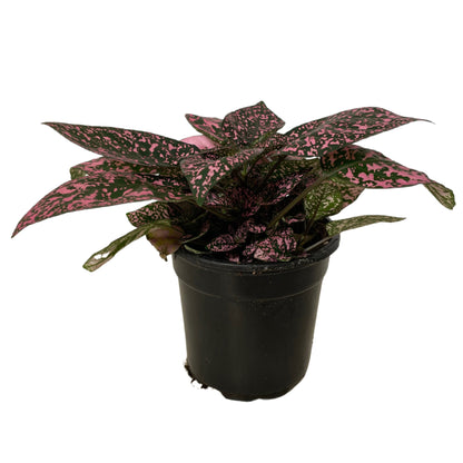 Hypoestes Pink - 4.0"