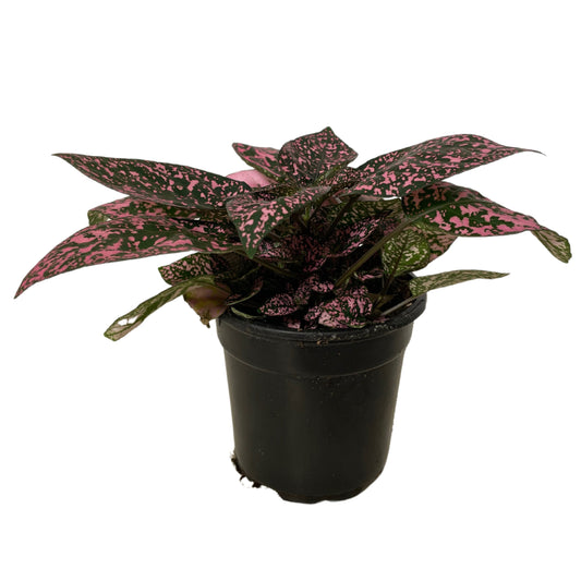 Hypoestes Pink - 4.0"