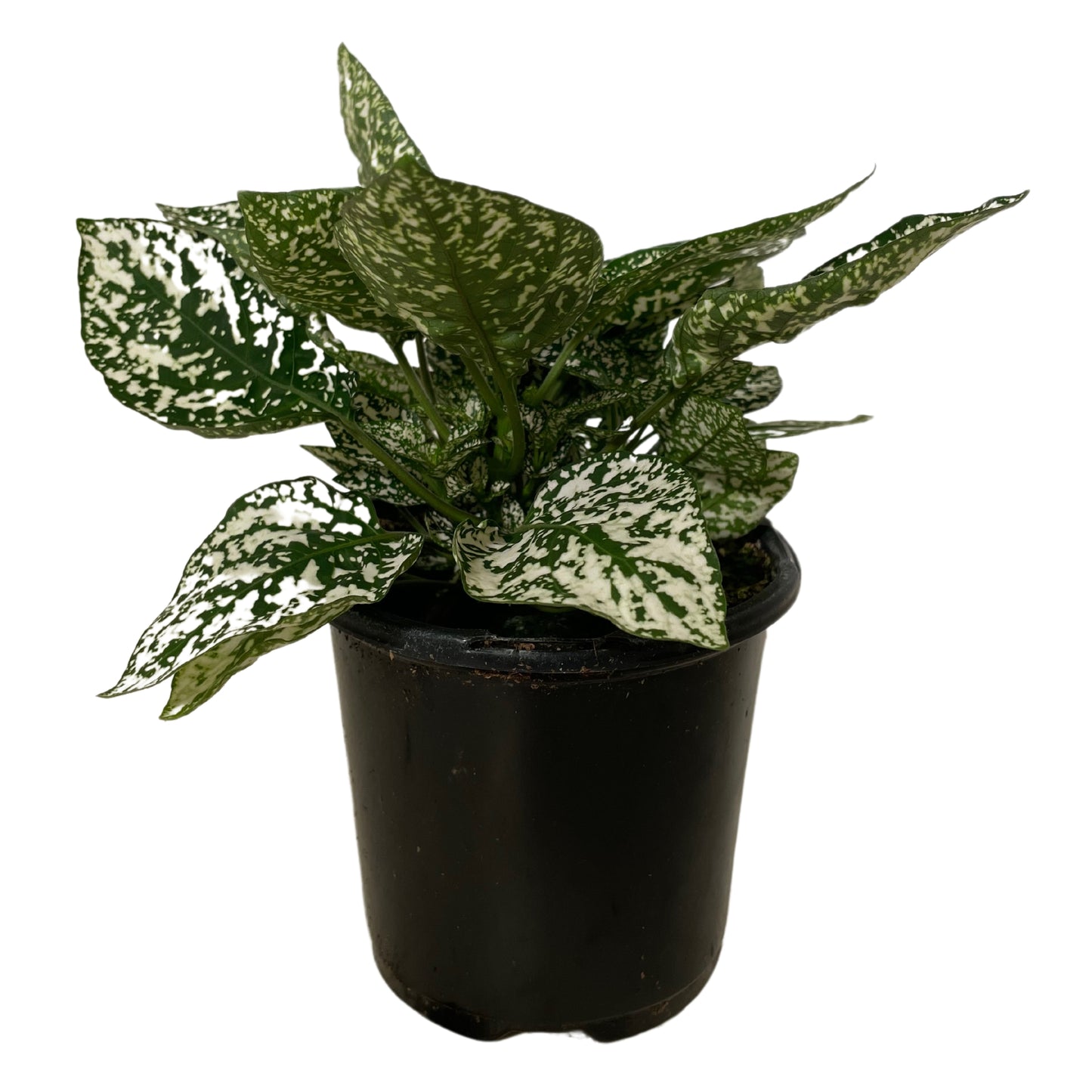 Hypoestes White - 4.0"