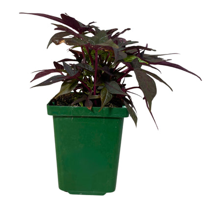 Ipomoea Black - 4.0"