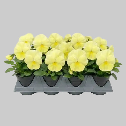 Pansy Lemon - 6"