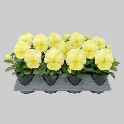 Pansy Lemon - 6"