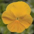 Pansy Yellow - 6.0"