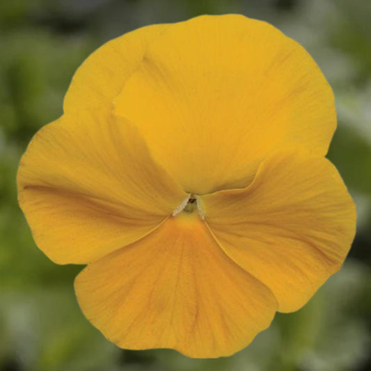 Pansy Yellow - 6.0"
