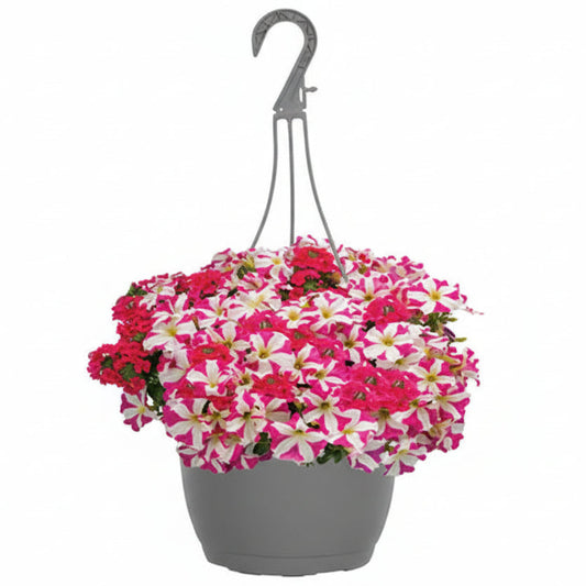 Love at First Bloom - 10"