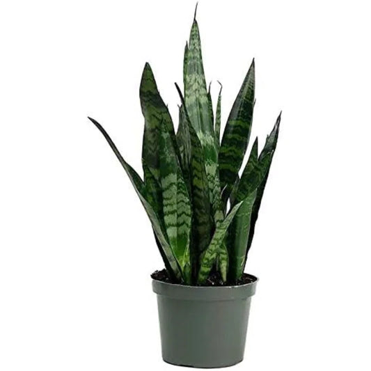 Snake Plant Green - 6"
