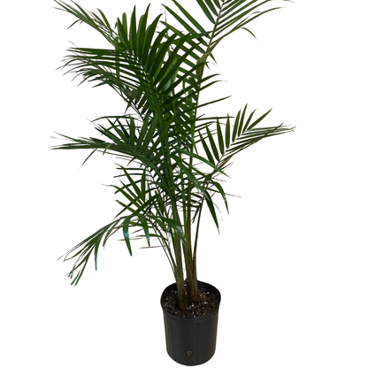 Majesty Palm - 10"