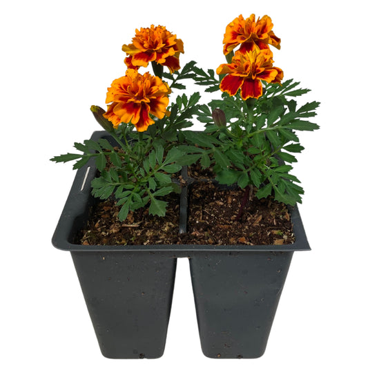 Marigold Flame - 4PK