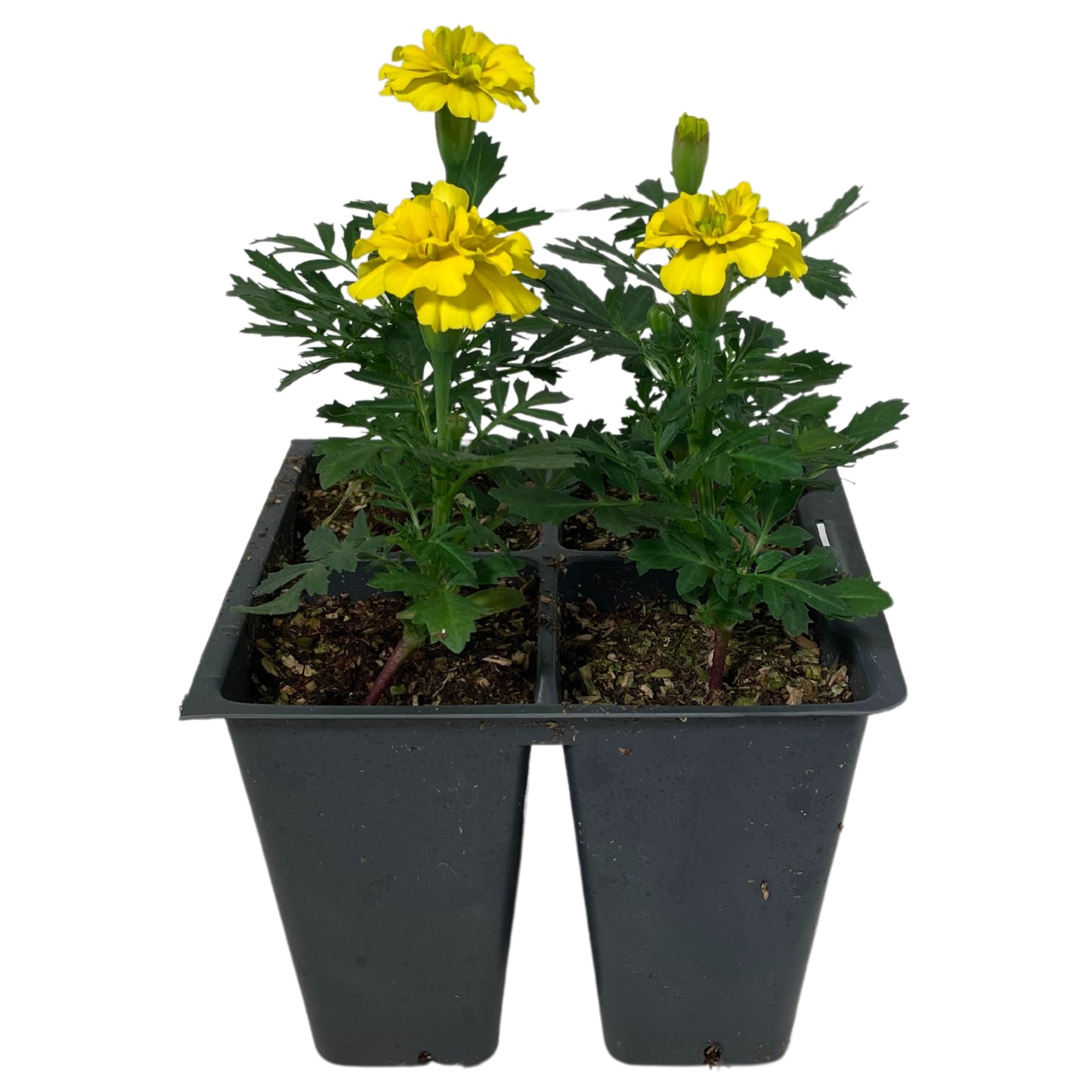 Marigold Yellow - 4PK