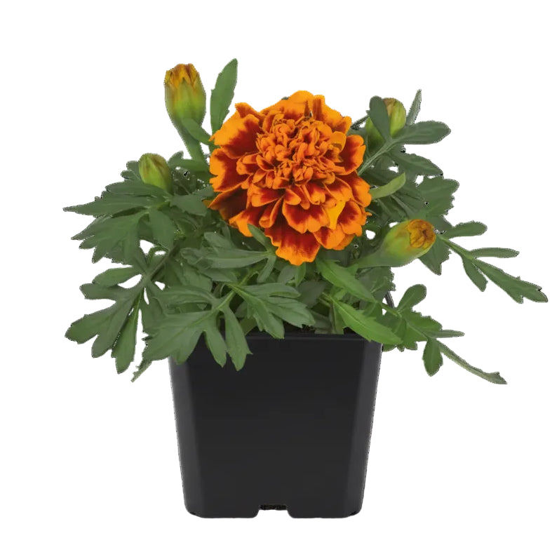 Marigold Bonanza Flame - 4.5"