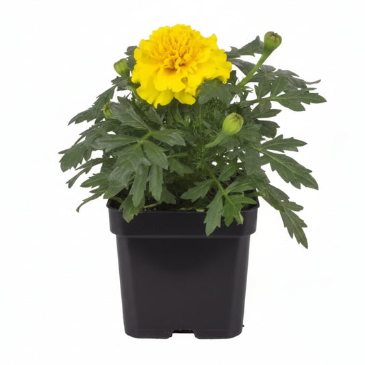 Marigold Bonanza Yellow - 4.5"