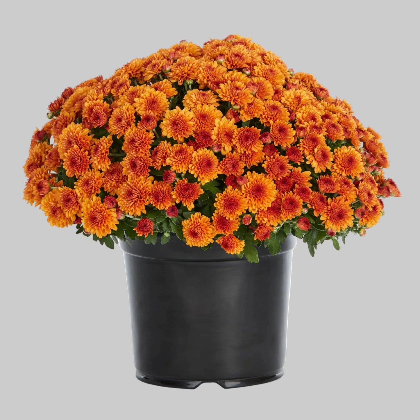 Mum Orange - 8"