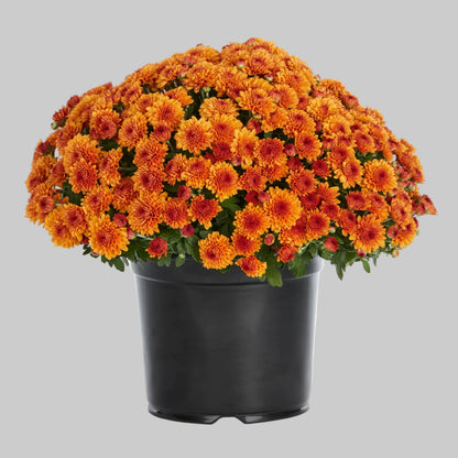 Mum Orange - 8"